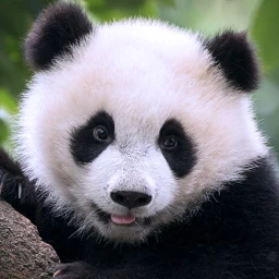 Ikon The Panda